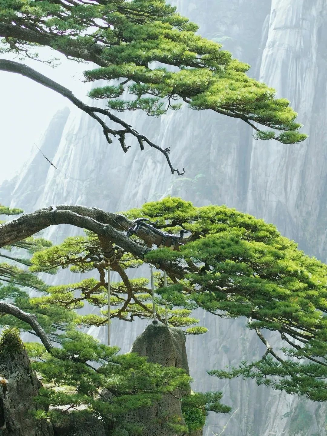 東方龍商務(wù)與春天有個約會！集團100余人赴安徽黃山“團建”，太嗨了！“奔跑二季度”——我們準備好了！